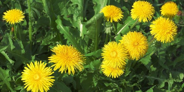 Одуванчик "