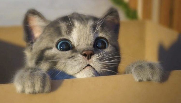 Kedi fotoğrafı nasıl çekilir