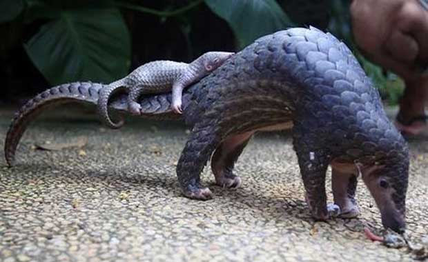 Soyu Azalan turler hangileri